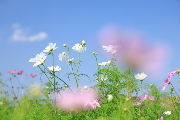 腸活に取り組もうとしている方へ！必要な要素3つ！